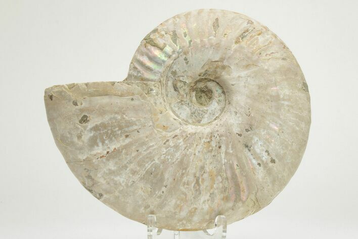 Silver Iridescent Ammonite (Cleoniceras) Fossil - Madagascar #219587
